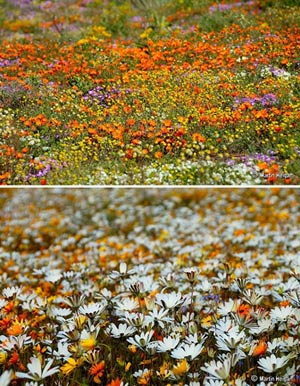 Ngắm cảnh sắc thần tiên ở vùng 'ngàn hoa cúc' - 11