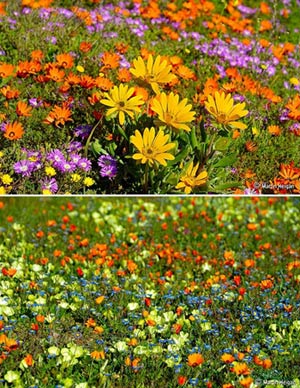 Ngắm cảnh sắc thần tiên ở vùng 'ngàn hoa cúc' - 12