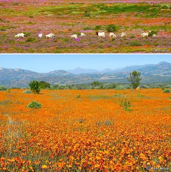 Ngắm cảnh sắc thần tiên ở vùng 'ngàn hoa cúc' - 9