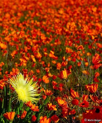 Ngắm cảnh sắc thần tiên ở vùng 'ngàn hoa cúc' - 2