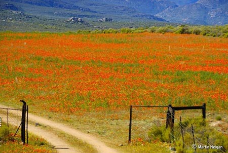 Ngắm cảnh sắc thần tiên ở vùng 'ngàn hoa cúc' - 4