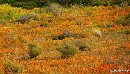Ngắm cảnh sắc thần tiên ở vùng 'ngàn hoa cúc' - 5