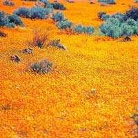 Du lịch - Ngắm cảnh sắc thần tiên ở vùng 'ngàn hoa cúc'