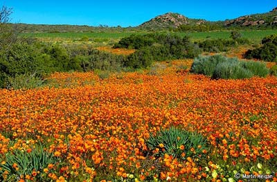 Ngắm cảnh sắc thần tiên ở vùng 'ngàn hoa cúc' - 5