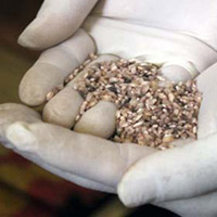 Tin tức trong ngày - Cấp gạo ăn 6 tháng cho dân vùng "bệnh lạ"