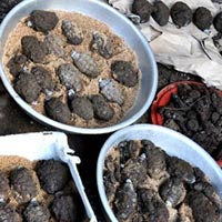 Tin tức trong ngày - Đào móng nhà, phát hiện 85 quả lựu đạn