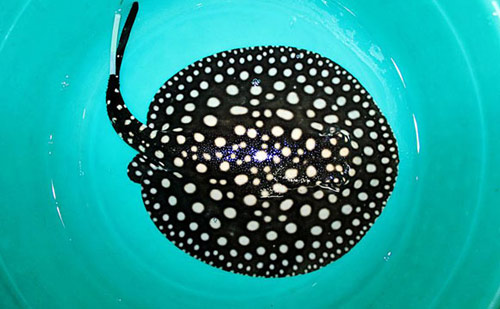 Dân chơi mê loài cá cảnh cực đẹp, cực độc - 2