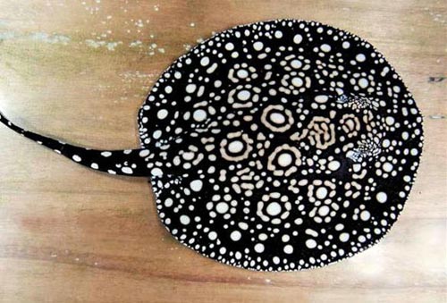 Dân chơi mê loài cá cảnh cực đẹp, cực độc - 3