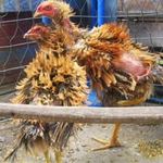Phi thường - kỳ quặc - Sốt thú chơi gà &quot;tơi tả, nhừ tử&quot; của dân Việt