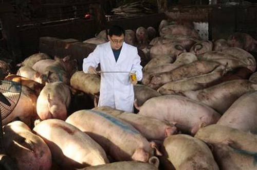 Trại nuôi lợn bằng thuốc kháng sinh - 1