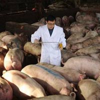 Thị trường - Tiêu dùng - Trại nuôi lợn bằng thuốc kháng sinh