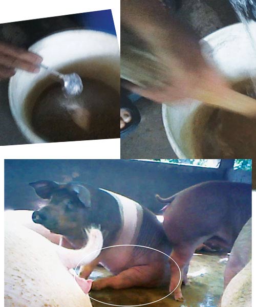 Trại nuôi lợn bằng thuốc kháng sinh - 2