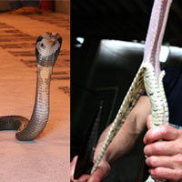 Tin tức trong ngày - Rợn người xem bắt, giết rắn ở Lệ Mật