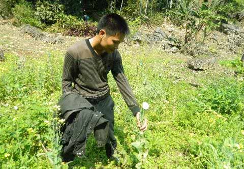 Đột nhập "vựa" cây thuốc phiện ở Tây Bắc - 3