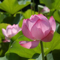 Đừng để Quốc hoa giống... đốt vàng mã