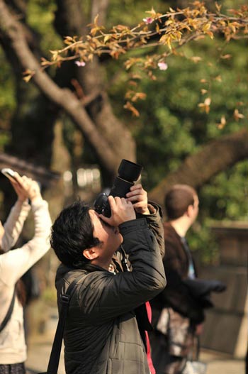 Ngắm cây anh đào đầu tiên nở hoa tại Tokyo - 2