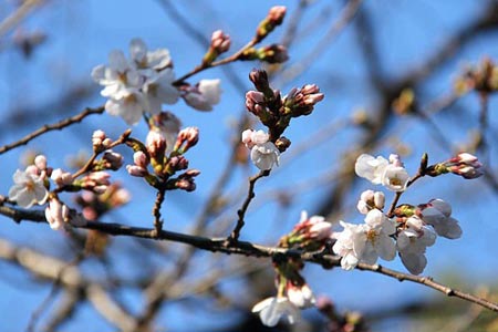 Ngắm cây anh đào đầu tiên nở hoa tại Tokyo - 3