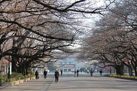 Ngắm cây anh đào đầu tiên nở hoa tại Tokyo - 5