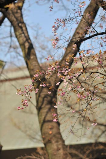 Ngắm cây anh đào đầu tiên nở hoa tại Tokyo - 7