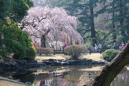 Ngắm cây anh đào đầu tiên nở hoa tại Tokyo - 10