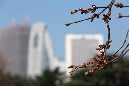 Ngắm cây anh đào đầu tiên nở hoa tại Tokyo - 8