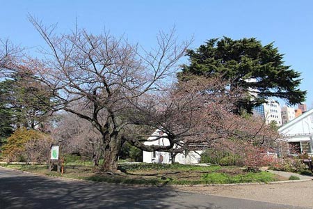 Ngắm cây anh đào đầu tiên nở hoa tại Tokyo - 9