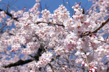 Ngắm cây anh đào đầu tiên nở hoa tại Tokyo - 2