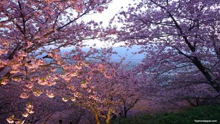 Ngắm cây anh đào đầu tiên nở hoa tại Tokyo - 3