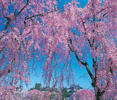 Ngắm cây anh đào đầu tiên nở hoa tại Tokyo - 4