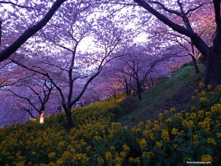 Ngắm cây anh đào đầu tiên nở hoa tại Tokyo - 5