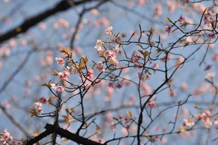 Ngắm cây anh đào đầu tiên nở hoa tại Tokyo - 6