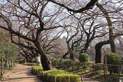 Ngắm cây anh đào đầu tiên nở hoa tại Tokyo - 11