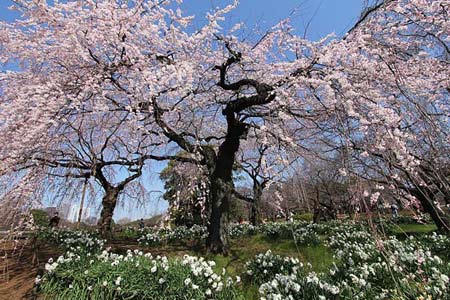 Ngắm cây anh đào đầu tiên nở hoa tại Tokyo - 11