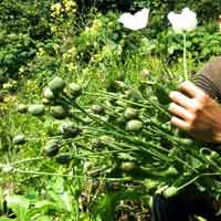 Tin tức trong ngày - Vựa cây thuốc phiện: Chính quyền ngạc nhiên