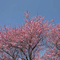 Du lịch - Mê mẩn sắc hồng mận chín xứ Phù Tang