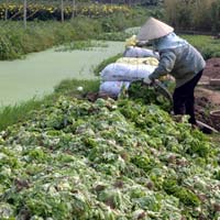 Thị trường - Tiêu dùng - Rau xanh đổ bờ... giá vẫn "cắt cổ"