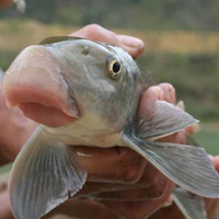 Phi thường - kỳ quặc - Đặc sản "mồm loe" giá khủng... "hút" đại gia Việt