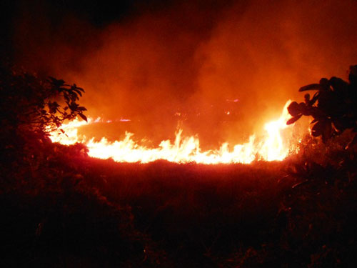 Cháy rừng rực trong KCN Biên Hòa 1 - 1