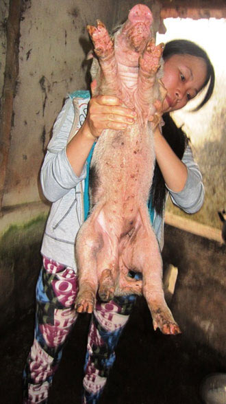 Kỳ lạ lợn có 6 chân ở Thanh Hóa - 1