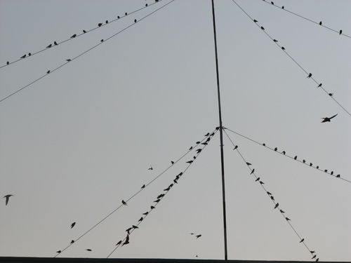 Hàng nghìn chim én xuất hiện ở Long An - 1