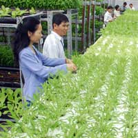 Thị trường - Tiêu dùng - Èo uột FDI nông nghiệp