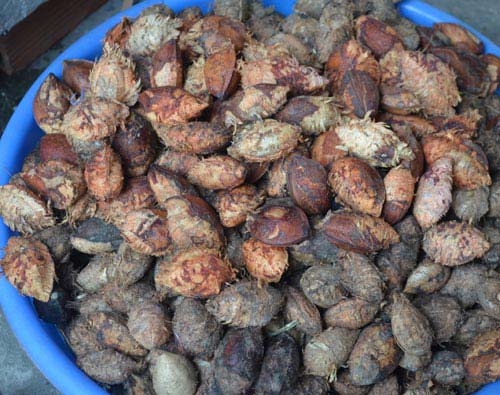 Ra Côn Đảo mới biết ăn hạt bàng - 2