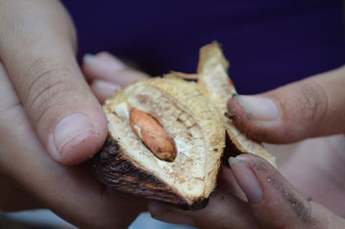 Ra Côn Đảo mới biết ăn hạt bàng - 3