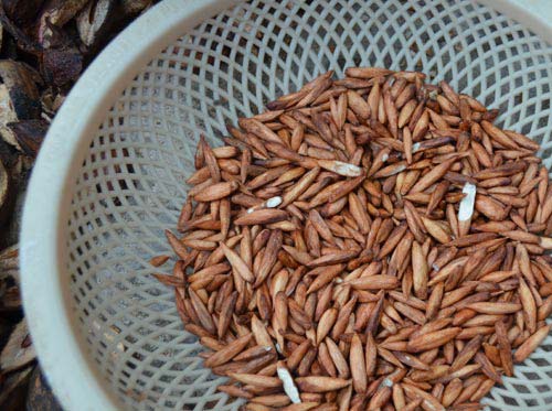 Ra Côn Đảo mới biết ăn hạt bàng - 4