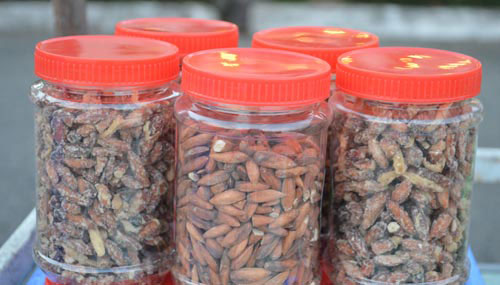 Ra Côn Đảo mới biết ăn hạt bàng - 5