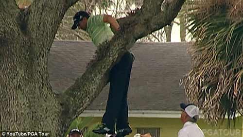 Hy hữu: Đánh golf từ trên cây - 1