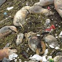 Tin tức trong ngày - TQ: Vớt 1.000 xác vịt trên sông