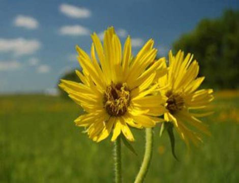 "Chiêu" tránh thai "độc dị" thời cổ đại - 2