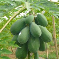 Sức khỏe đời sống - "Chiêu" tránh thai "độc dị" thời cổ đại