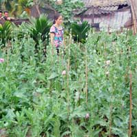 Tin tức trong ngày - Trồng thuốc phiện vì tưởng… thuốc chữa bệnh